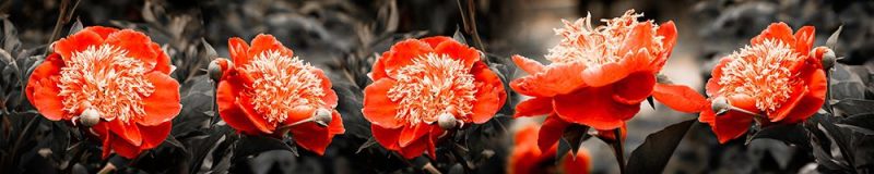 Кухонные фартуки №A-0047
